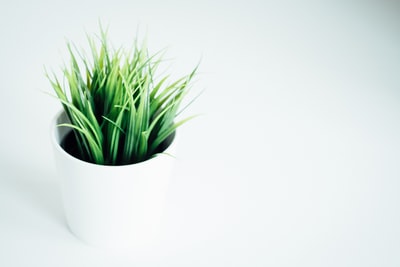 绿色室内植物有叶子的白色花瓶
